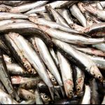 SCB Spain Convention Bureau - Castellón -CS - Mercado Central - Pescado