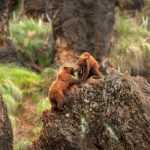 SCB Spain Convention Bureau. Santander. Parque de la Naturaleza de Cabarceno